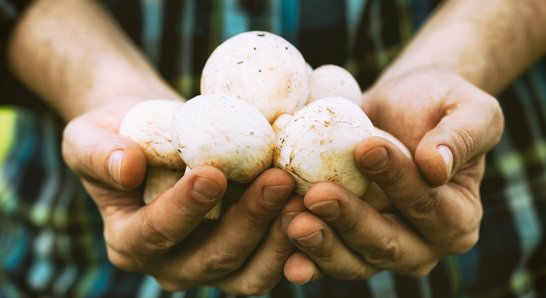En person håller fram sina händer med plockade svampar