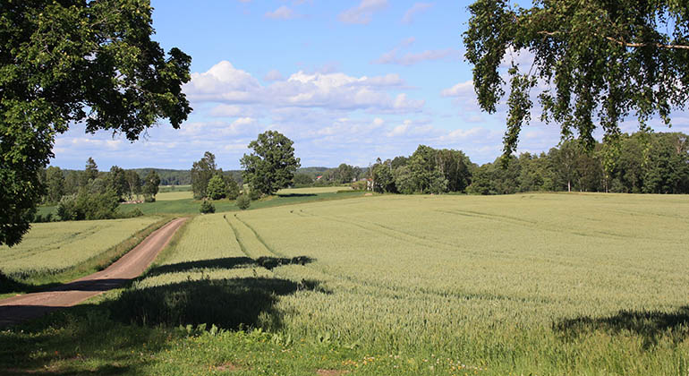 Landskap i Eggvena, sommardag, sädesfält samt soligt väder med blå himmel. Fotograf: Birgitta Saunders