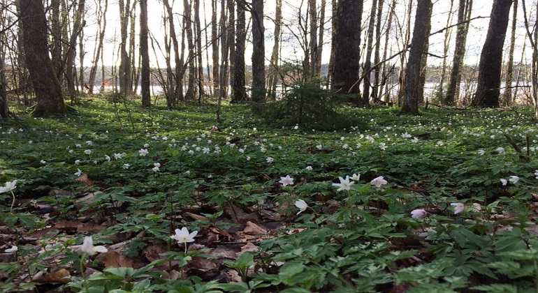 Molla bokskog, Vitsippor som blommar. Foto: Birgitta Saunders