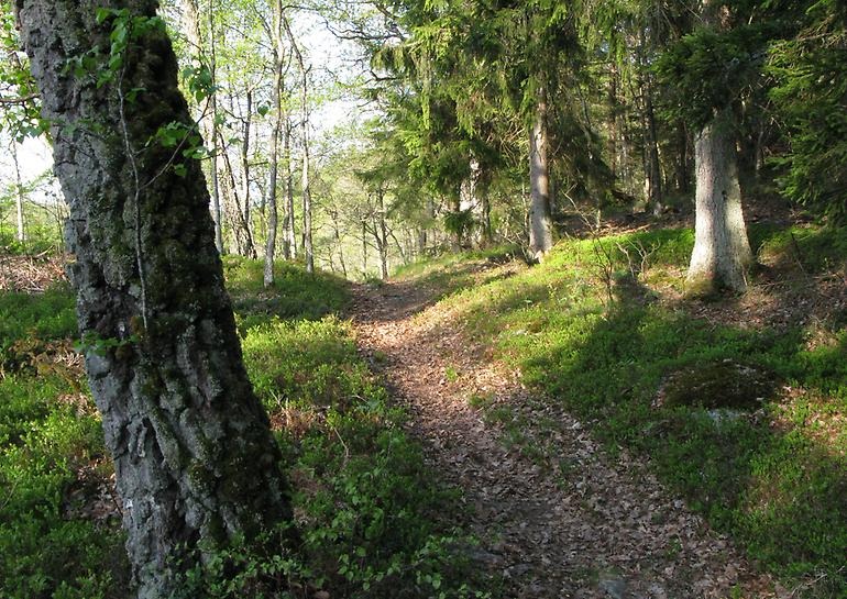 Foto: Jerry Stridh. Stig i skogen en sommardag.