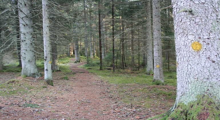 Foto: Birgitta Saunders. Fotot visar granskog medstig och en gul markering på det främsta trädet.