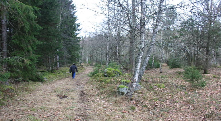 Foto: Birgitta Saunders. En person promenerar på en gammal väg.