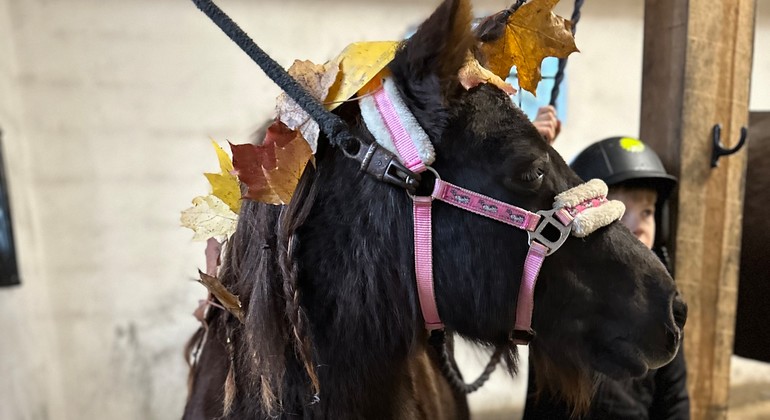 Öppet stal, Stålarps Islandshästar