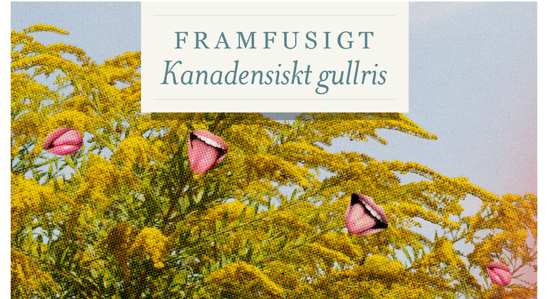 Kanadensiskt gullris