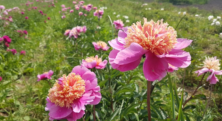 Rosa pioner på en grön äng