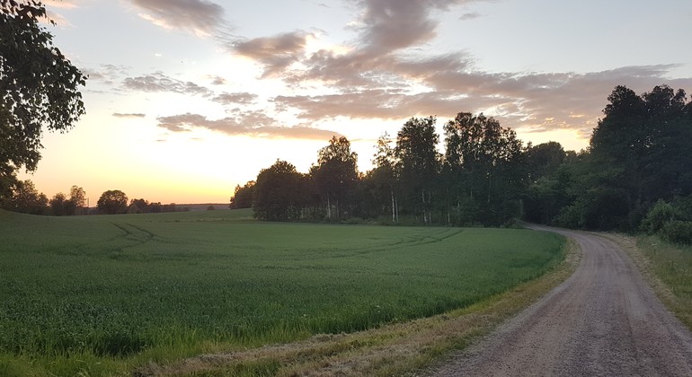 Grusväg i skymning