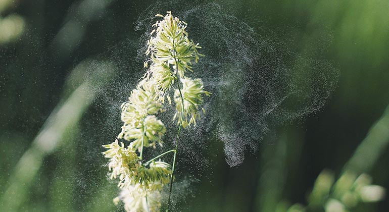 Blomma som avger pollen