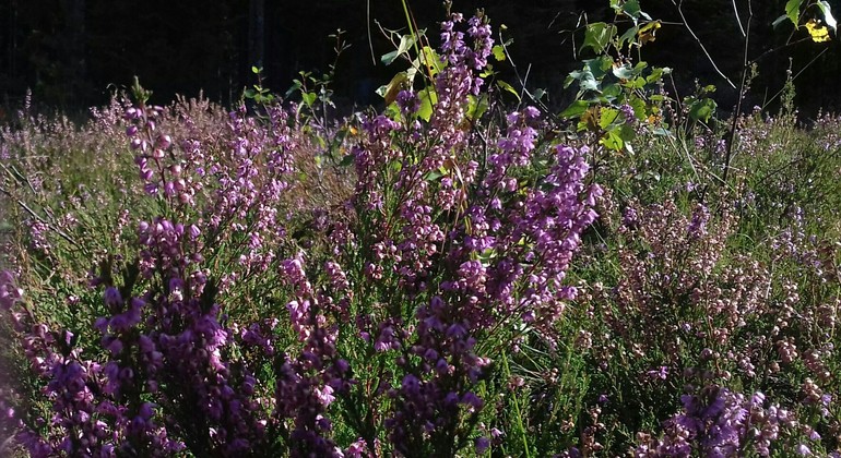 Ljung som blommar