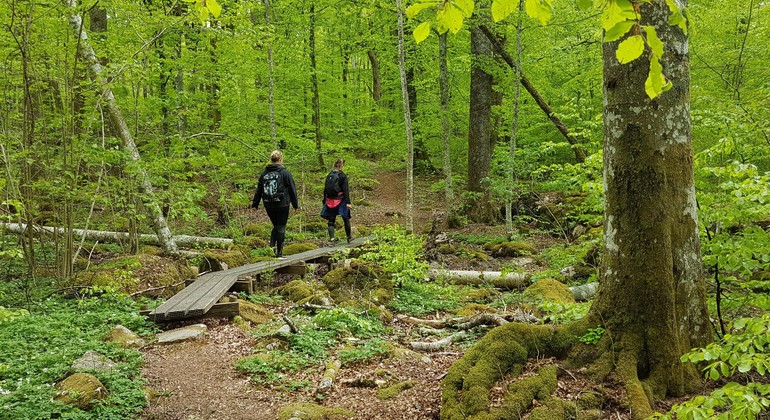 Vandring i naturreservatet Molla bokskog